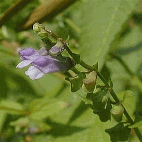 Scutellaria estratto spagirico - Aether